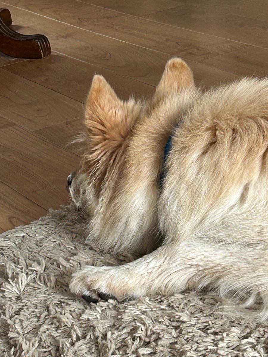 boatypat's tweet image. She’s grumbling .. a cat dared to walk past our gate .. so she’s now watching n moaning. #gsd #dogsoftwitter