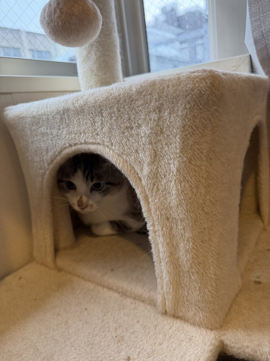 かがみん tweet media