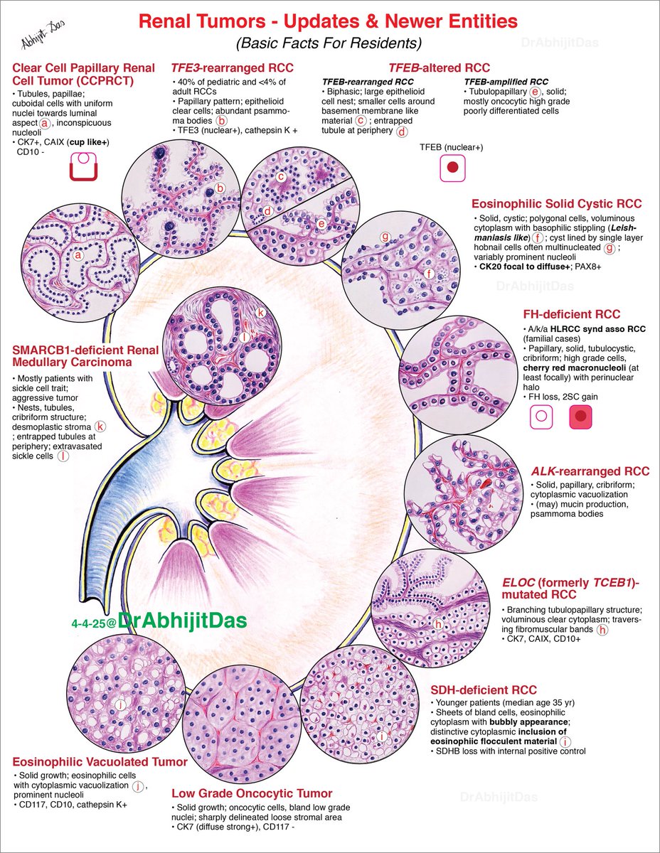 CardiovascularCorner tweet media