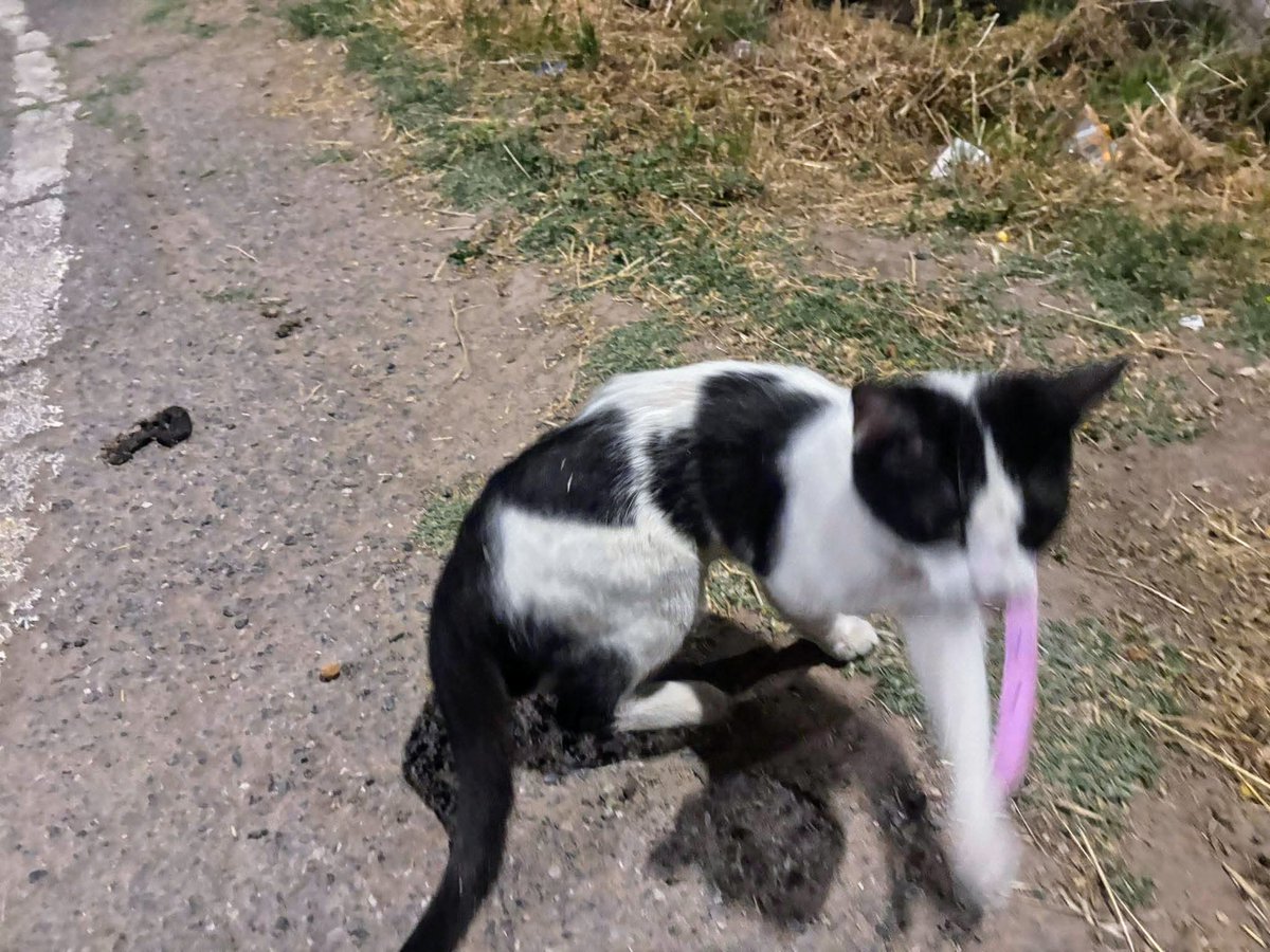 IsmaelV47142052's tweet image. #cats
#CatsOfTwitter
#CatsAreFamily