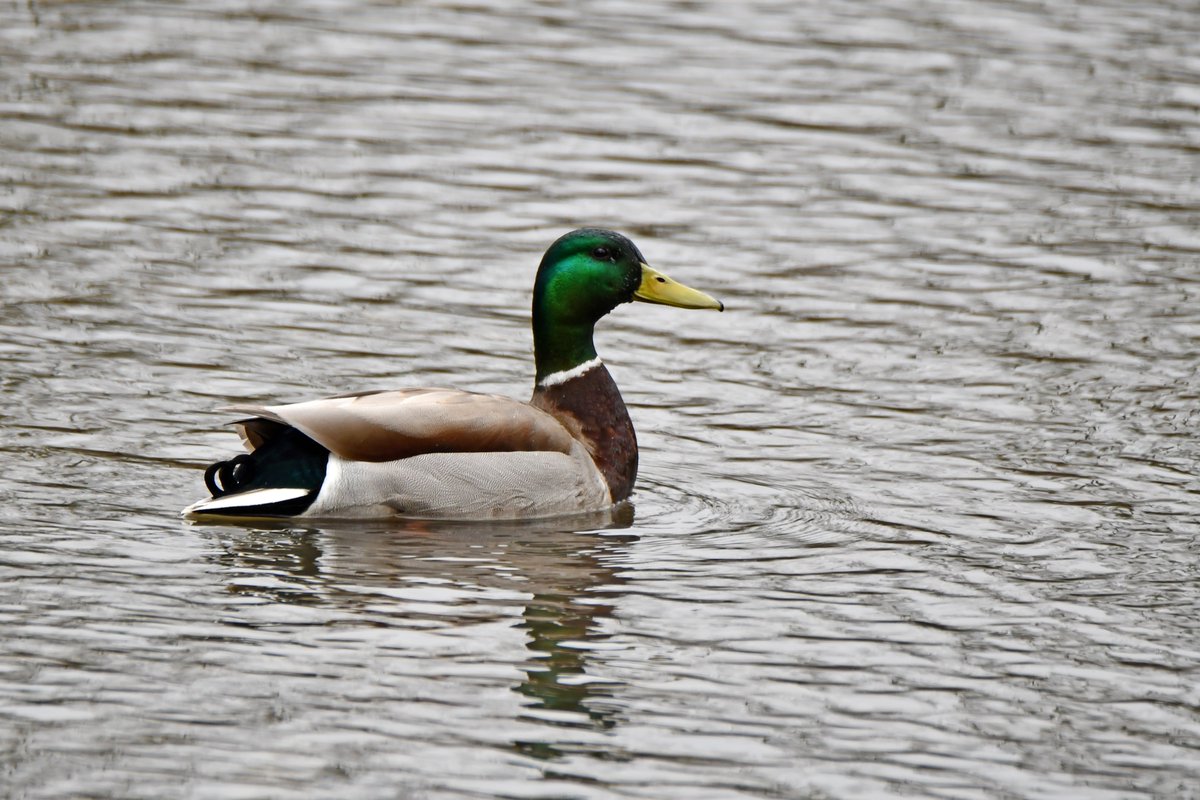 TodayInNature's tweet image. Mallard.
(Photo by Glenn P. Knoblock)
#birds #ducks #NaturePhotography #wildlife #nature
