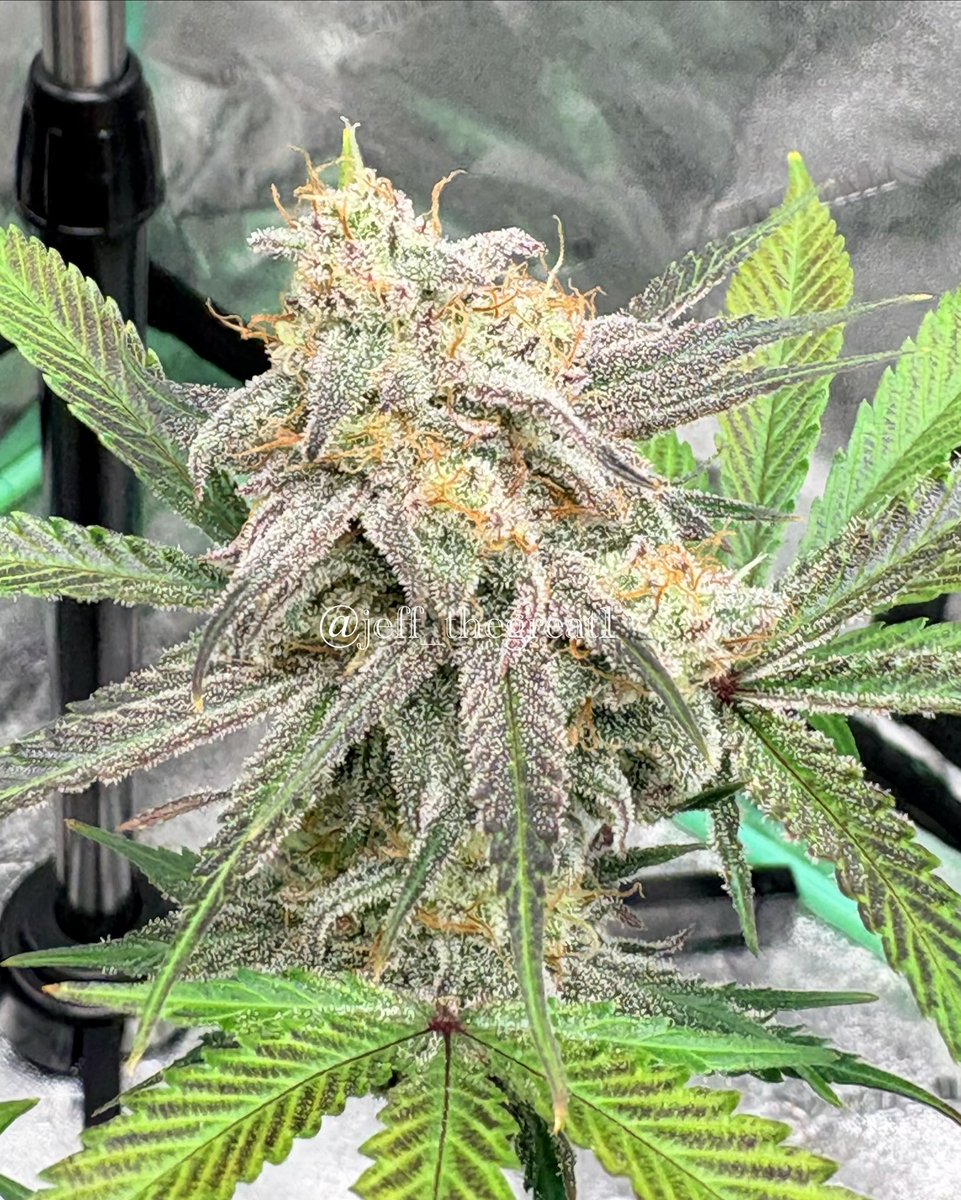 jeff_thegreat1's tweet photo. Day 78 and this chick is in full throttle till the end now 🔥🔥

Rootbeer Float ❄️❄️

#GrowYourOwn #GeneticsMatter #FrostMonster #TrichomeQueen #RootbeerFloat #Cannabis https://t.co/wmYvr45ujM