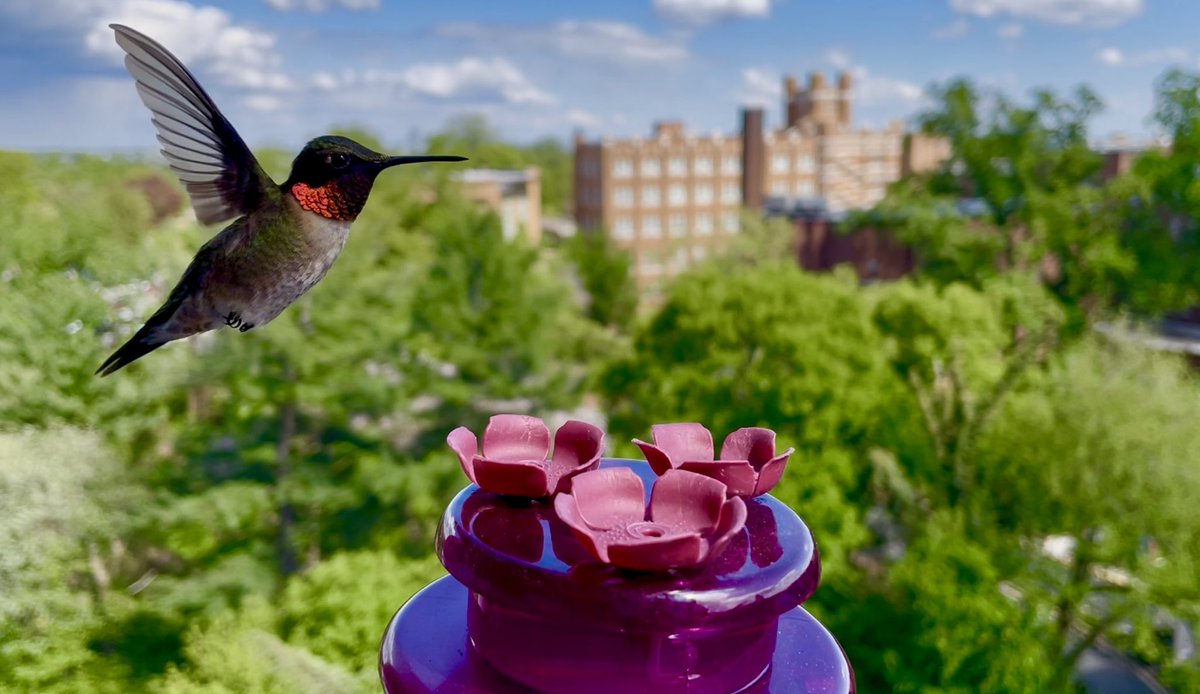 Conthescene's tweet photo. Hummingbirds have returned to Washington DC! https://t.co/cBOolo2ye9