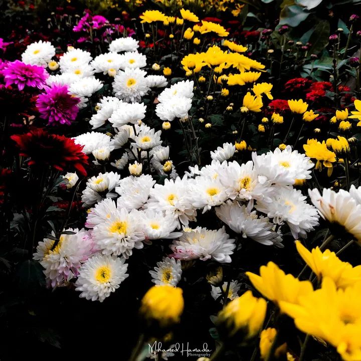 زهره محمد tweet media