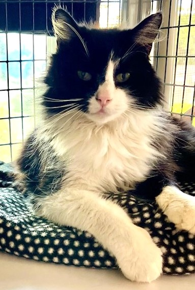 sachikoko's tweet image. 🎉🎈🎊Sweet 9YO Senior Black &amp;amp; White Kitty "SQUEEZY" Has Been Adopted!🎉🎈🎊
▶sbacc.org/advert/squeezy/
❤Thank You 4 Sharing❤
@SealBeachAnimal #RehomeHour #US #Cats