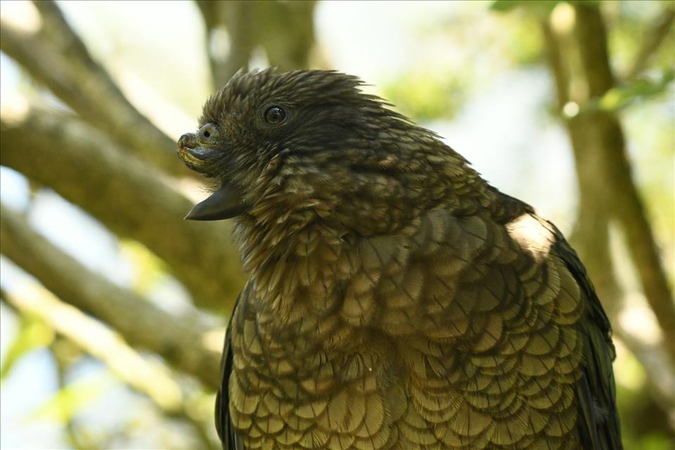 MENAFN's tweet image. How Bruce The Half-Beak Kea Weaponised His Disability To Become The Alpha Bird #Bruce #Half-Beak #Weaponised #Disability #Become #Alpha #Bird #School #University #Collage #Teach #Studentgggg dlvr.it/TS7fQX