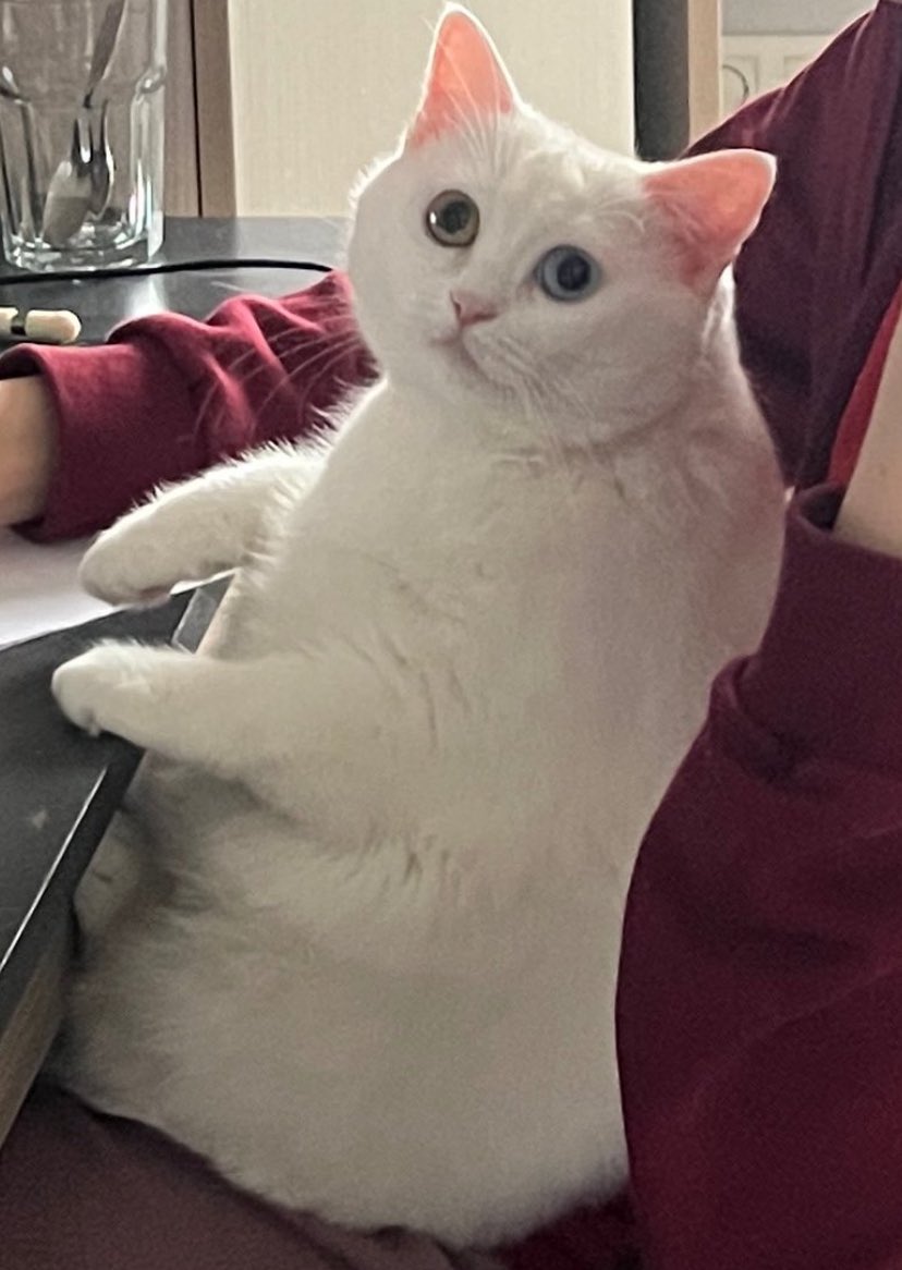 𝕯𝖊𝖗𝖎𝖓⋆.˚🐈⋆ tweet media