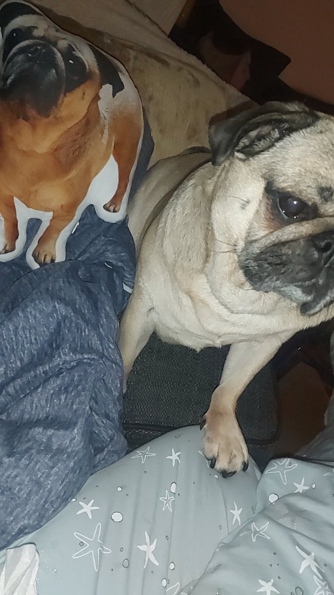 xx_Michelle_oo's tweet image. Will the real Benji Pug please stand up? 🙋‍♂️ Benji seems a little confused by the new addition to the sofa, but I’m obsessed! The best emotional support duo I could ask for. 🐾🥰 #pug #pugs #puglove #dogs #pugsarelove #animallover #pugpillow ❤️