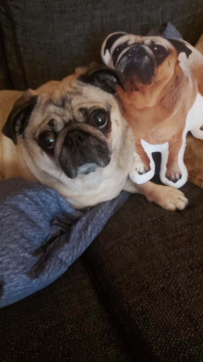 xx_Michelle_oo's tweet image. Will the real Benji Pug please stand up? 🙋‍♂️ Benji seems a little confused by the new addition to the sofa, but I’m obsessed! The best emotional support duo I could ask for. 🐾🥰 #pug #pugs #puglove #dogs #pugsarelove #animallover #pugpillow ❤️