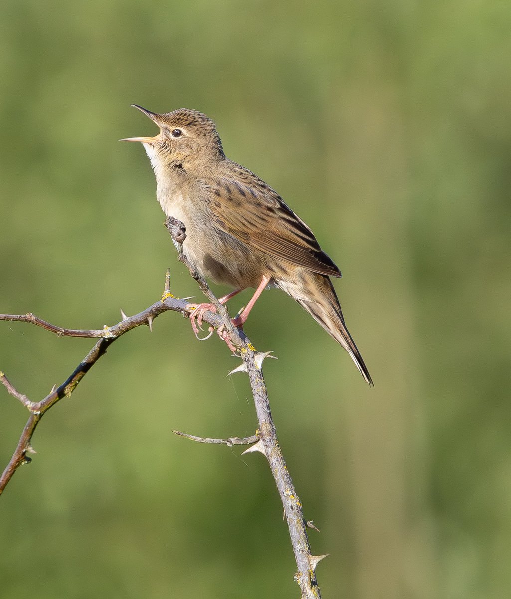 Rob Mould tweet media