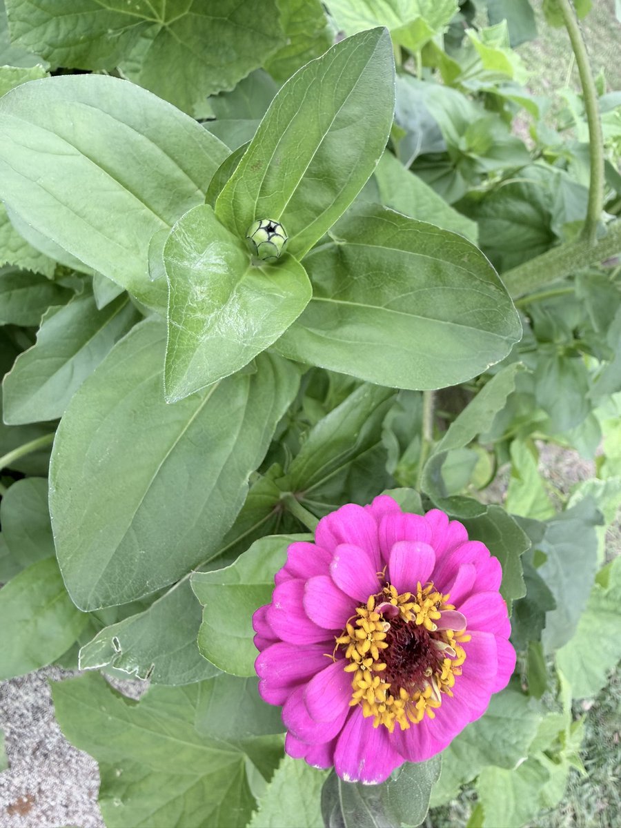 lsaintes's tweet photo. Garden Day @WarnerCFISD https://t.co/Lhd8Vmpcpz