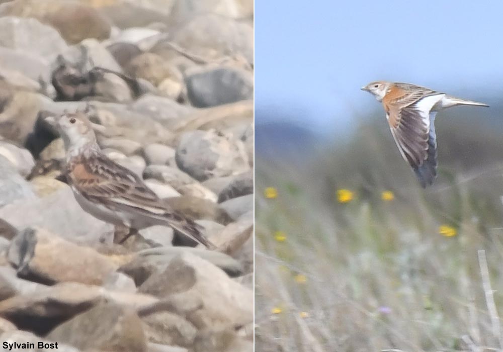 Ornithomedia's tweet image. Découverte remarquable d’une Alouette leucoptère (Alauda leucoptera) en Camargue (Bouches-du-Rhône) en avril 2026 ➡️ Cliquez sur ce lien pour en savoir plus : ornithomedia.com/breves/decouve… #oiseaux #birds #ornithologie #ornithomedia #ornithology