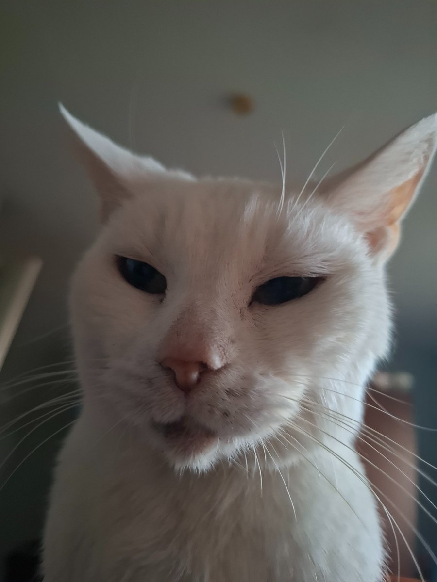 Steve🏳️‍🌈👽🖖🐱 tweet media