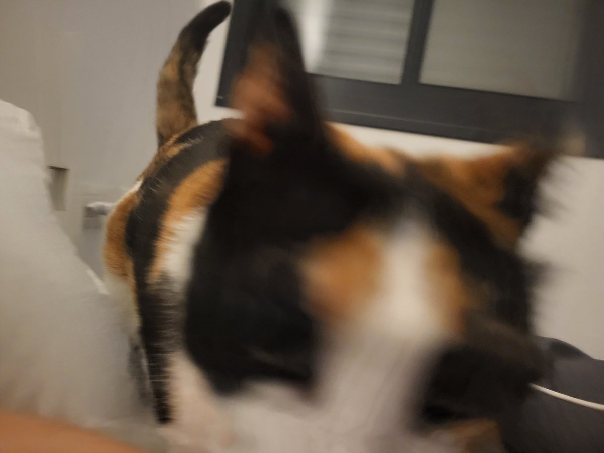 spaghetti_ts tweet media