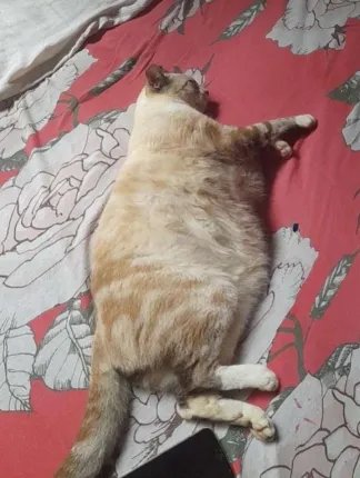 Nel tweet media