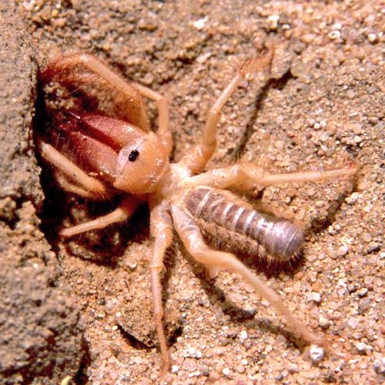 راعي البل 🐪🐪 tweet media