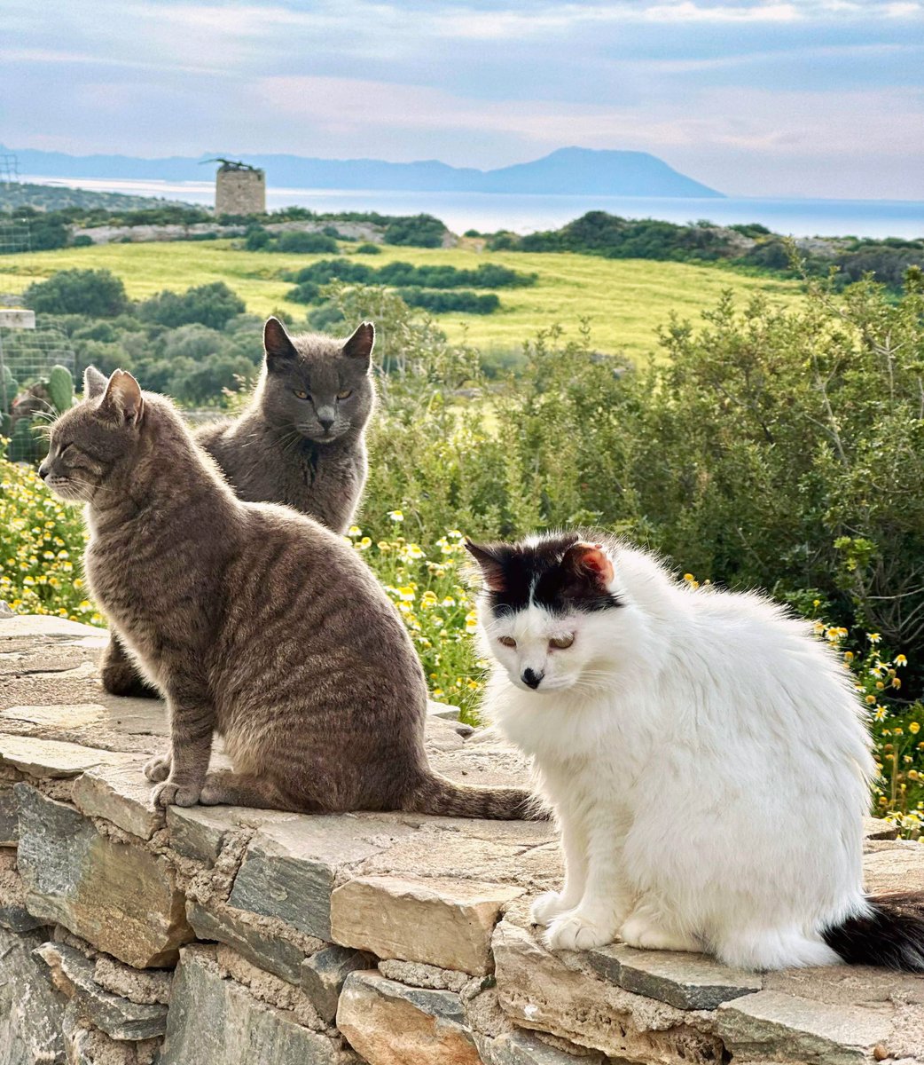 CatsofIraklia's tweet image. Meet Bob, Barney and Hattie (L – R) who are neutered cats living in the hilltop village cat colony on this tiny Greek island where we care for the  Aegean #Cats
You can help the #cats by making a small donation to fund vital veterinary care and food. Purr!
gofundme.com/f/cats-of-irak…