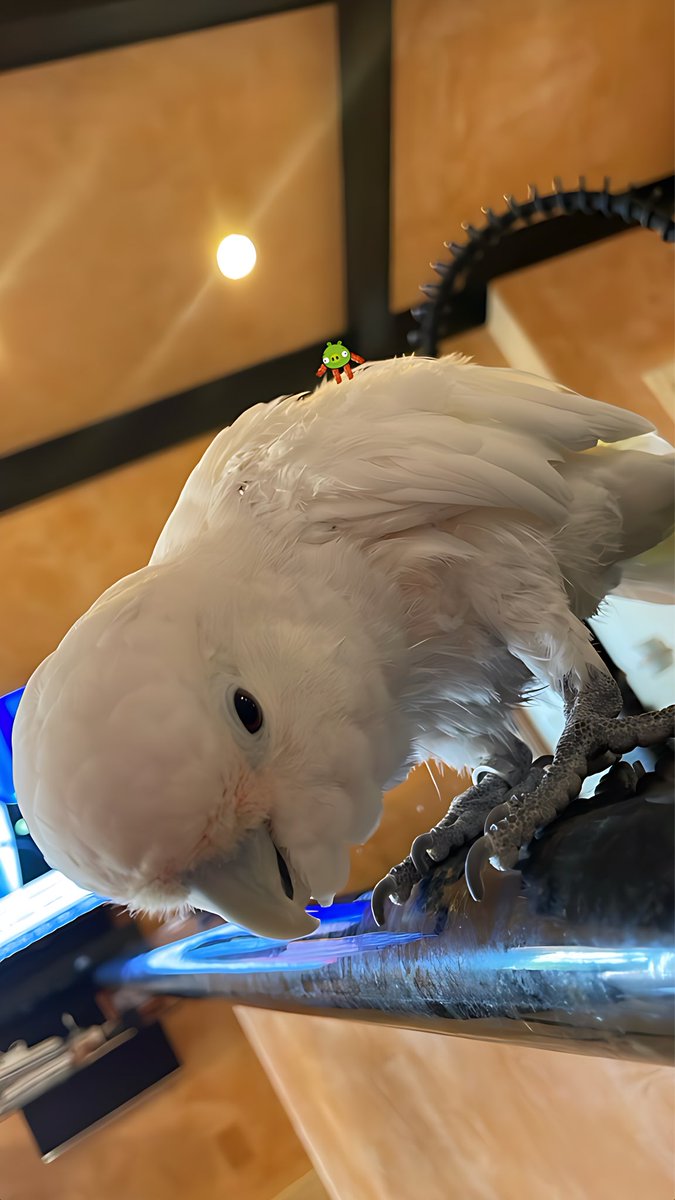 ฿д¢ةИ🇩🇴𐕣𓃶 tweet media