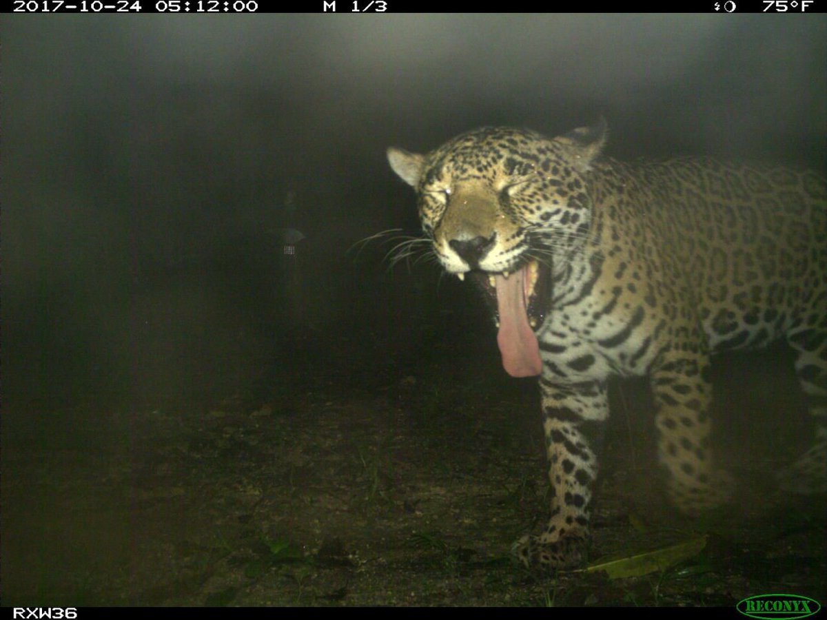 trailcam tweet media