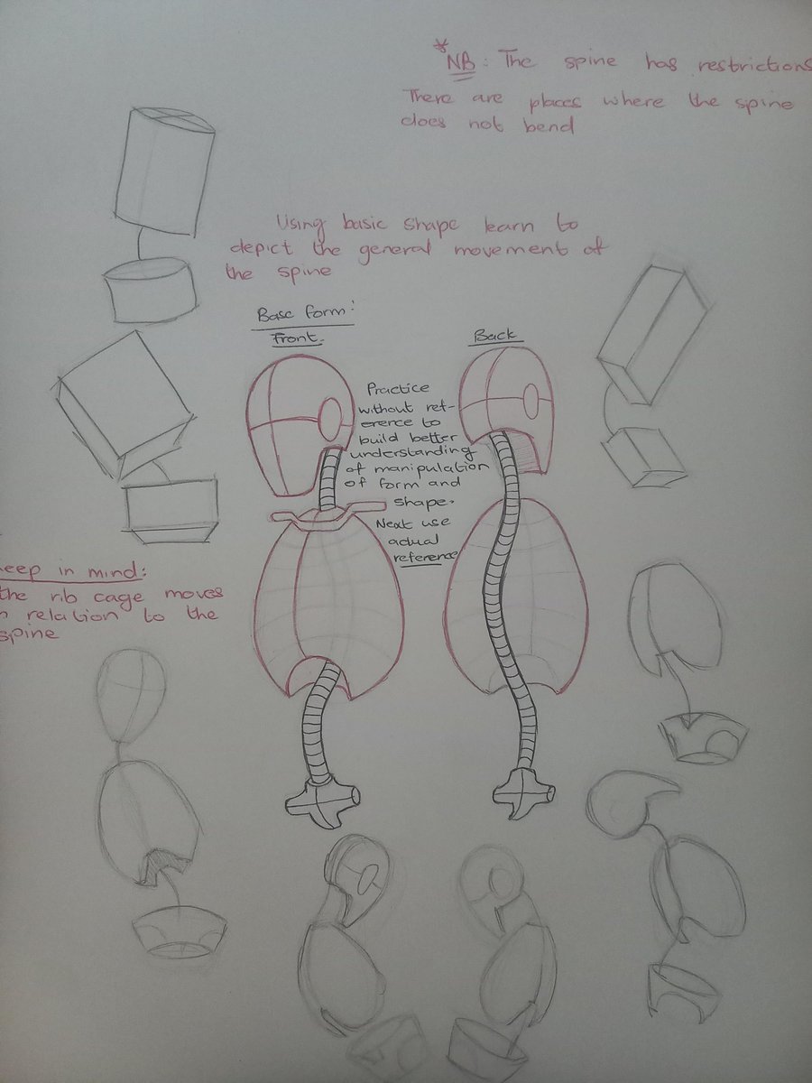 new_leaf_art's tweet image. Drawing the head , spine and rib cage in correlation to each other. 
Trying to find the best shapes to use when breaking down reference 
#anatomy #michaelhampton
