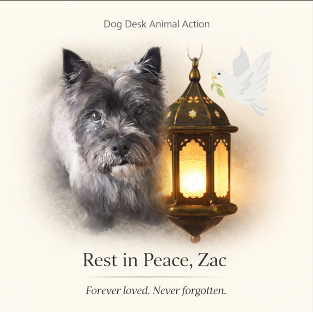 Dog Desk Animal Action tweet media