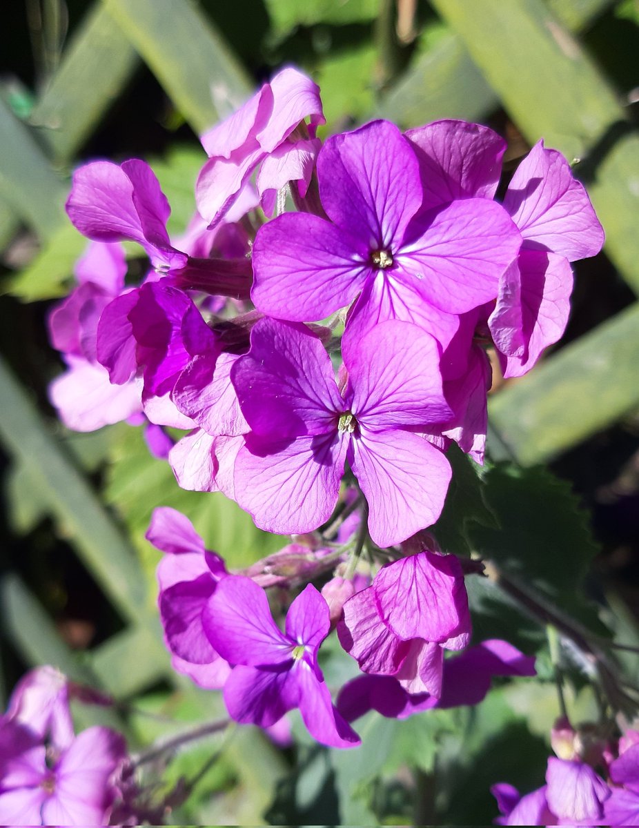 radicalhoneybee's tweet image. Some spring #SmallBeauties for #SmallBeautiesHour: lilacs in bloom in the hedgehermitage garden, a heart-shaped leaf I found, honesty flowers, a thin-legged wolf spider on our Sunday lunch table. So cute! Plus, apple &amp;amp; cinnamon hot cross buns &amp;amp; best butter. #BecauseOfClem.