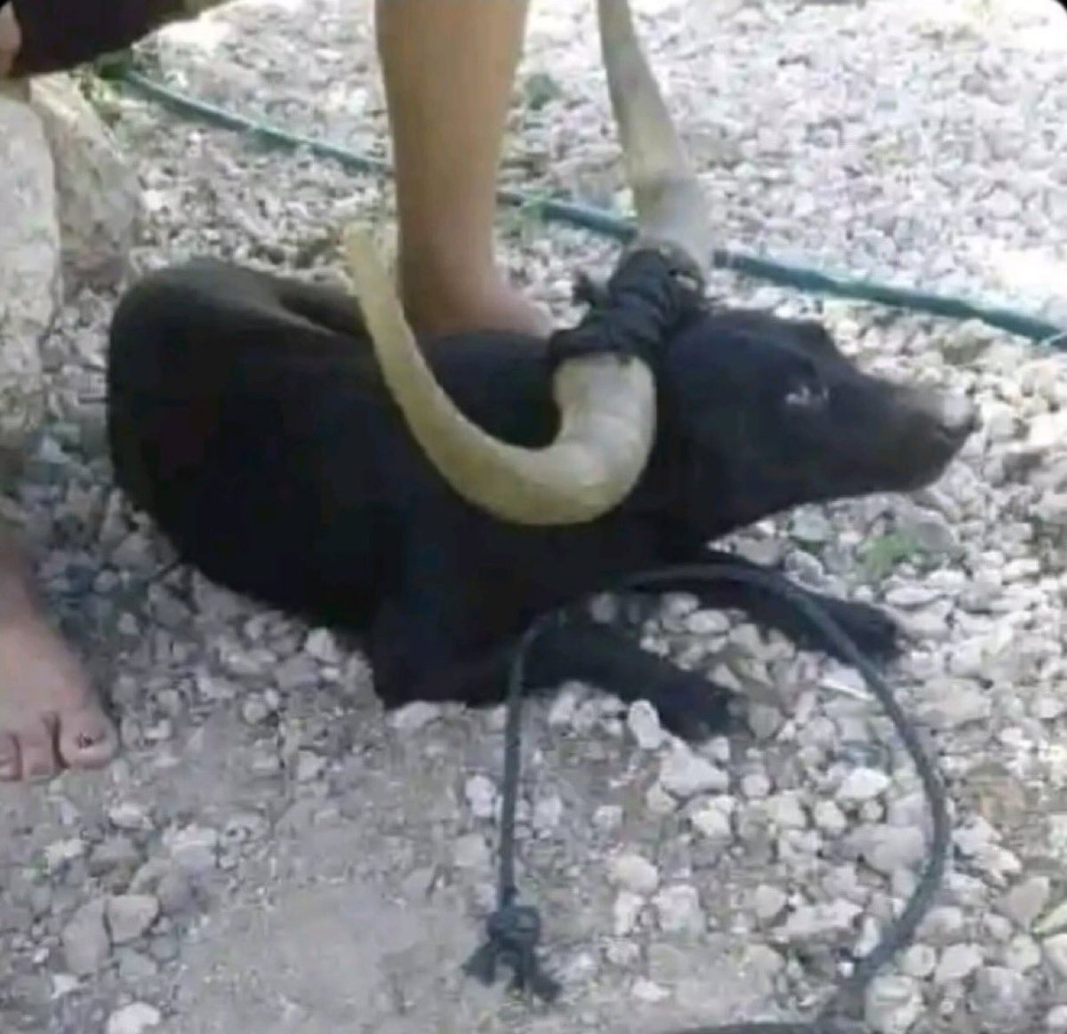 Cow for sale 🐄
Very healthy. Eats well. Calm most days.
But there’s just one small issue…