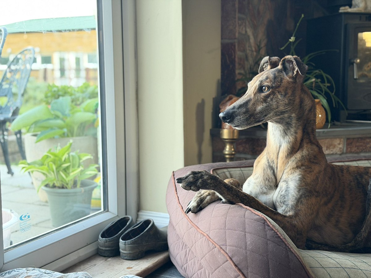 Adobe.. aka Rail McCoy
You can’t take the greyhound out of this one!