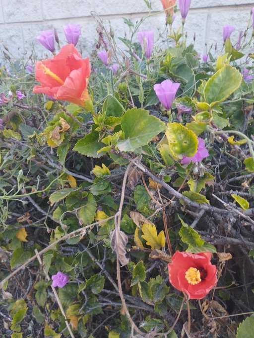 Josekcampos's tweet image. Hey 🙋‍♂️#America!
It's #Monday...¡ and where's your #smile?
#Attitude 
📷#Spring at every step
Here 🇪🇸 night 🌜has fallen 
#HappyDay and a great week to everyOne! 
@morgfair @HarttandSoul @boderek @ivonnebaki @dhlovelife @RealRomaDowney @BrookeShields  @Tatum_Oneal @MarleeMatlin