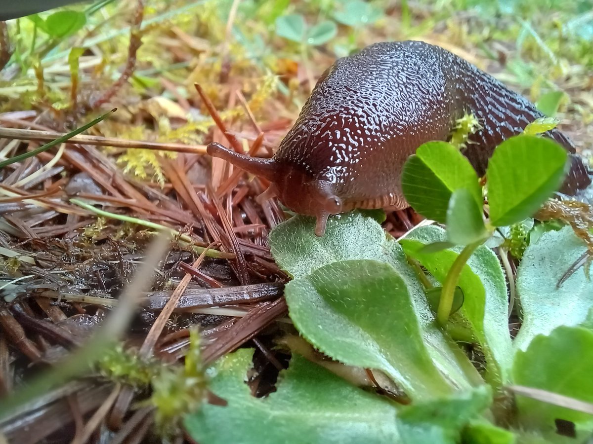 SkyeWolf84's tweet image. Our friend on our wet walk yesterday #outside #home #Skye #slug #nature