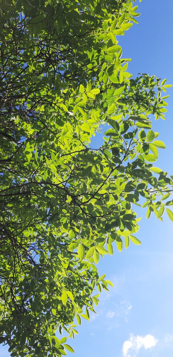 radicalhoneybee's tweet image. Spring tree #SmallBeauties for #SmallBeautiesHour: sunshine through rowan &amp;amp; wild rose leaves. Plus, the rowan is about to blossom. I adore rowan blossom! And this beautiful self-sown Sycamore all covered in leaf buds; that gorgeous pale pink haze! #BecauseOfClem.