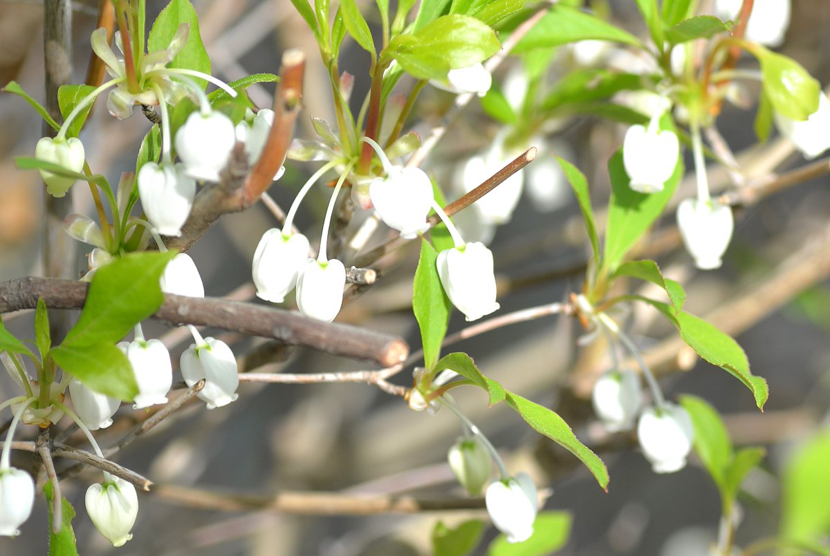 河岸宏和（食品安全教育研究所代表） tweet media
