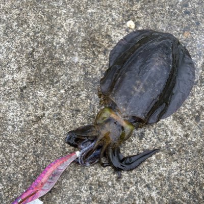 dio_fishing's tweet photo. #新しいプロフィール画像 https://t.co/QhNGPQXiuK