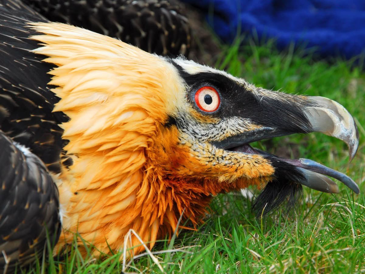 Ferret! 💛🦇 tweet media