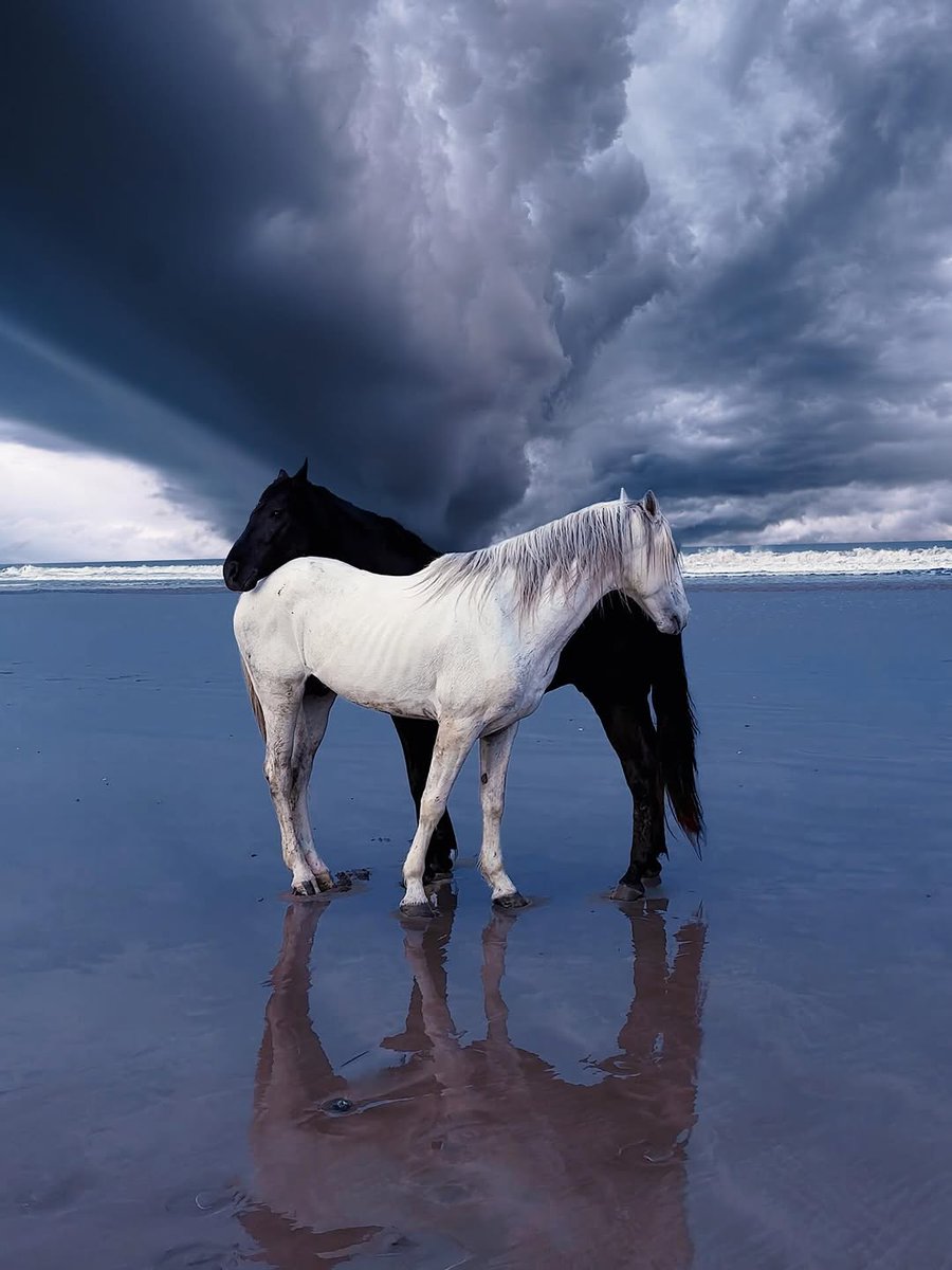 LOYAL HORSES 🐎 tweet media