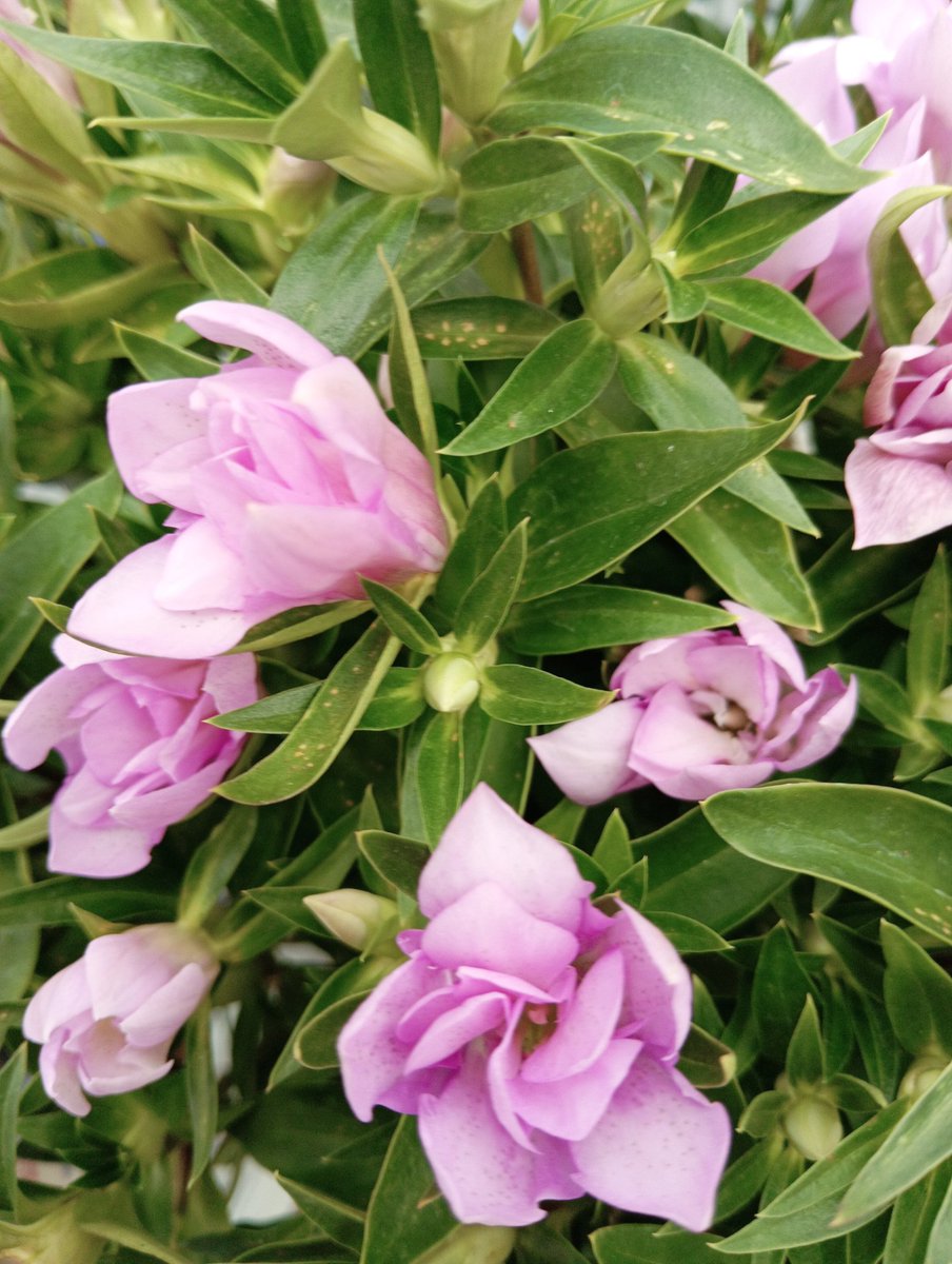 桃私のリポストからのリポスト禁止 tweet media