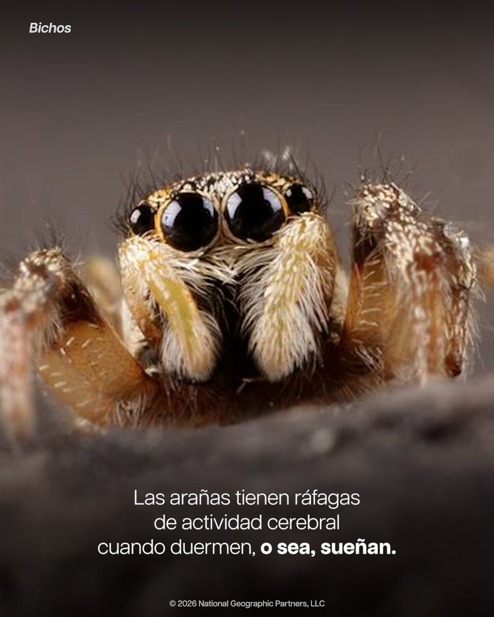 NatGeo_la's tweet photo. Datos curiosos de animales e insectos que están muy muy cerca nuestro. 👀 https://t.co/4EsMPUQ2yH
