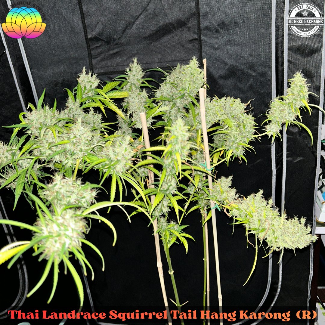 DC Seed Exchange tweet media