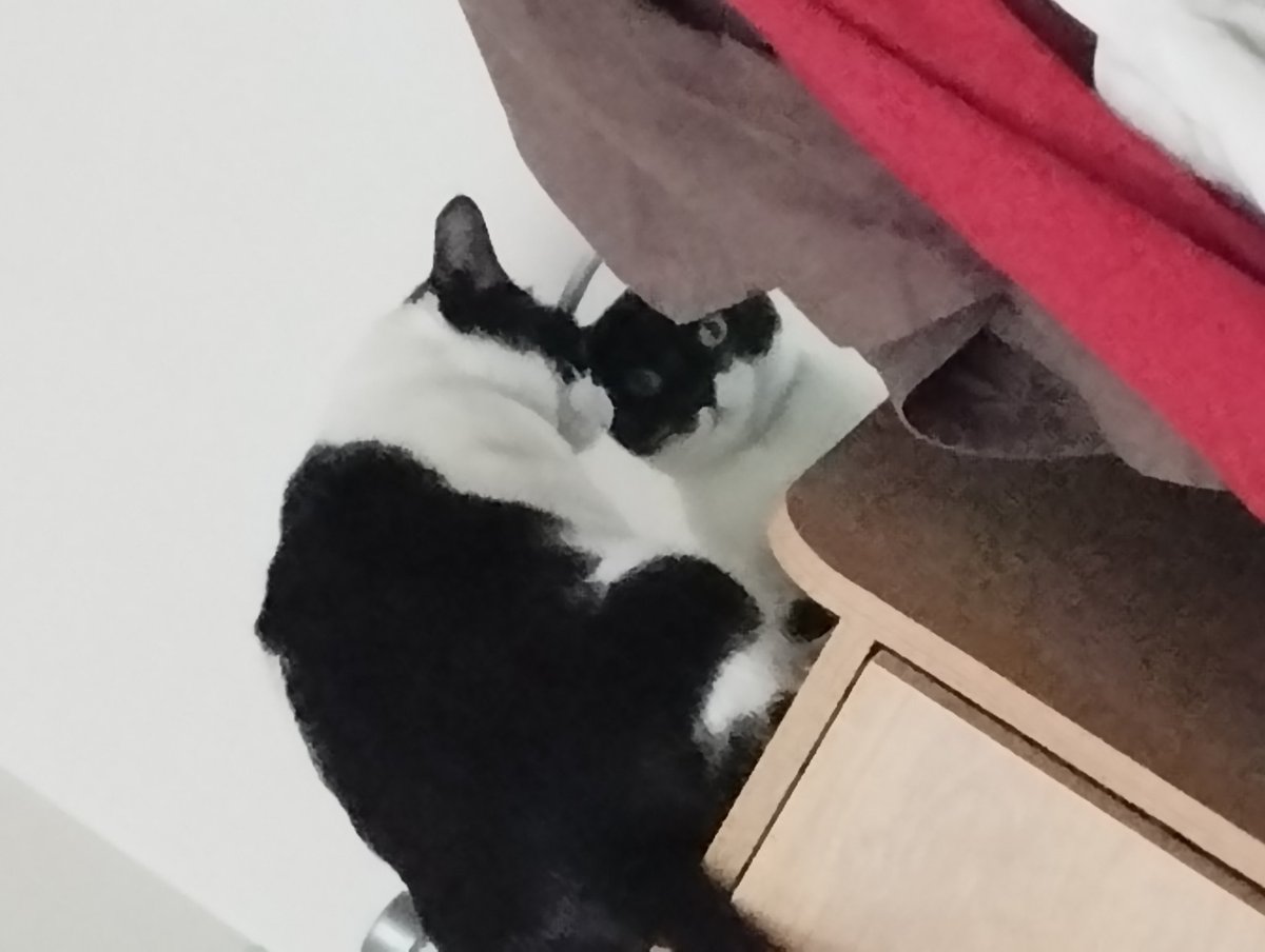 فلایمینگو tweet media