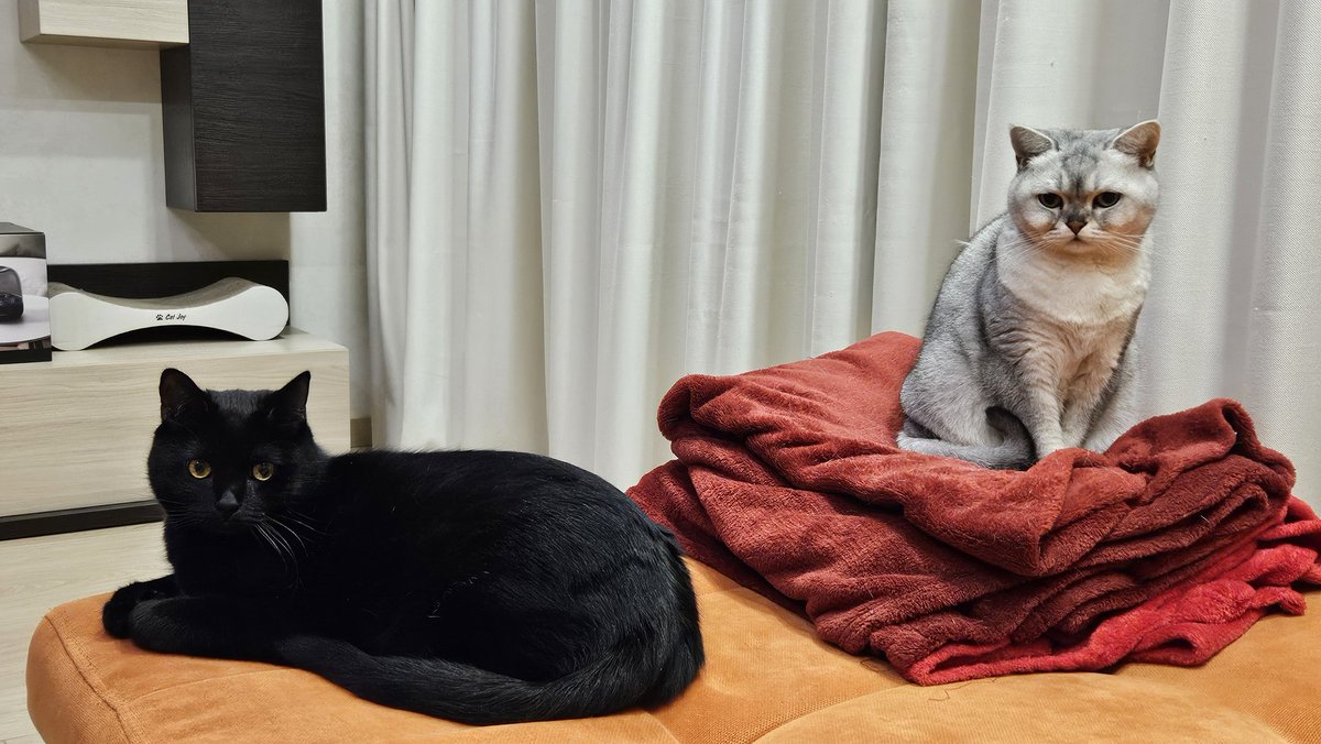 inesiko🦛 tweet media