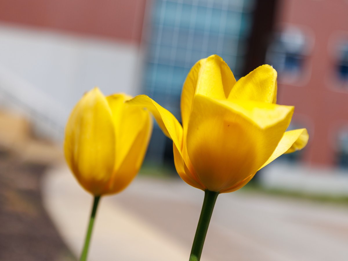 unmc's tweet photo. Spring vibes on campus officially activated 🌸 https://t.co/BpbPcMnpEV