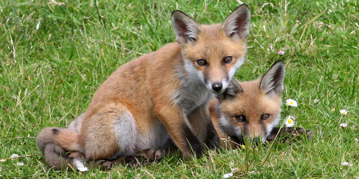 Devon Badger Group tweet media