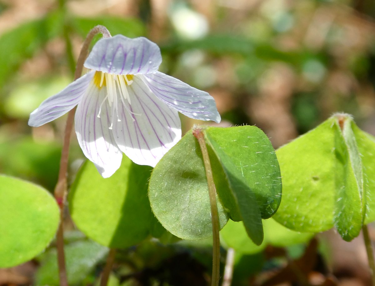 Always a delight to spot wood sorrel - in the Chilterns there were carpets! 🤍
I love its violet-veined flowers &amp; the lime green, trefoil-shaped leaves which fold up in rain and low light. 
It was once known as 'wood-sour' due to the intense lemony tang of these leaves🌿🍋🌿