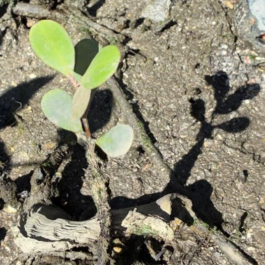 seedling tweet media