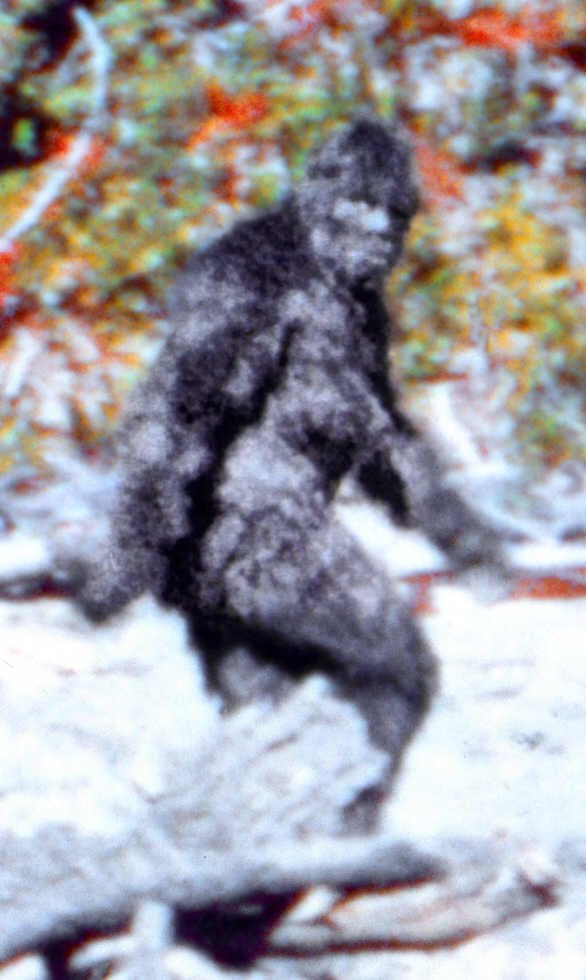 MonkeyVerseApe's tweet photo. 🐵 Monkey Mythos Mondays: The Sasquatch and Skunk Ape - Primate Shadows of North America

Last week we stood, ready to cross, at the foot of the frozen Beringia bridge, having looked at the Chuchuna and Almas of the Siberian wilds. Now, having crossed, we swing into the vast forests, mountains, and swamps of North America, where indigenous nations have shared the land with hairy hominid cousins for thousands of years. 

No fresh Neanderthal DNA bombshells on this side of the Pacific… but the footprints (literal and legendary) run deep. What if relic populations of ancient primates made it across with the first humans and never left? 

Enter the Sasquatch - also known as Bigfoot, from the Coast Salish “Sasq’ets” meaning “wild man.” Towering 7-10 feet tall with massive shoulders, long arms, and a conical head, these upright walkers are cloaked in dark brown or black fur. They roam the rain-drenched Pacific Northwest from British Columbia down through Oregon and Northern California. Some accounts describe them as shy giants who leave 16-24 inch footprints, emit deep whoops and whistles, and occasionally raid remote cabins for food - yet they’re just as often portrayed as gentle forest guardians who avoid humans. Native stories from the Salish, Lummi, and many other nations speak of them as ancient kin of the mountains, sometimes leaving simple stick structures or stone cairns as signs.

Their southern cousins, the Skunk Ape (or Florida Bigfoot), haunt the steamy swamps and hammocks of the Everglades and Southeast. Shorter at 5-7 feet, with reddish-brown or black matted hair and a face that’s more ape than man, they’re infamous for the eye-watering stench that gives them their name - a mix of rotten eggs and wet dog. More curious and occasionally bold than their northern kin, they’ve been reported raiding orchards, startling hikers, and even approaching cars along lonely backroads. Seminole and Miccosukee traditions echo similar “hairy swamp dwellers,” blending fear and respect for these elusive beings of the wetlands. 

Whether you view the Sasquatch and Skunk Ape as surviving Gigantopithecus descendants, undiscovered hominids, misidentified bears, or pure Monkey Mythos… their stories have endured from pre-colonial campfire tales to modern trail-cam clips and plaster casts that still stump the skeptics. Eyewitness reports from loggers, park rangers, and everyday folks keep the legend alive across two continents’ worth of wilderness.

Cornelius remembers… and so should you. 

That’s our deep dive into the Sasquatch and their swampy cousins the Skunk Ape. 

We continue our cryptid-kick next week as we head south of the border into the misty jungles and high peaks for more New World primate legends! Drop your favourite Sasquatch or Skunk Ape story, sighting tale, footprint photo, or wild theory below (or suggest the next primate legend you’d like covered - more cryptids? African ape gods? Lemur lore?).

Follow @MonkeyVerseApe for the full Multiverse of the Apes. 🐒🌲🌿🍄✨