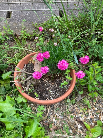 ccr_ribbons's tweet image. めずらしく、
庭仕事しても
頭痛が良くならず
つらい週末でした💦

が、冬越ししたピンクの
アルメリアや、ネモフィラを
みてると少し良くなった気も😊

#gardening
#ガーデニング　
#lowcost #lowmaintainance
#TLを花でいっぱいにしよう　
#Cのお庭
#springhascome2026 
#庭仕事　
#かわいいコたち