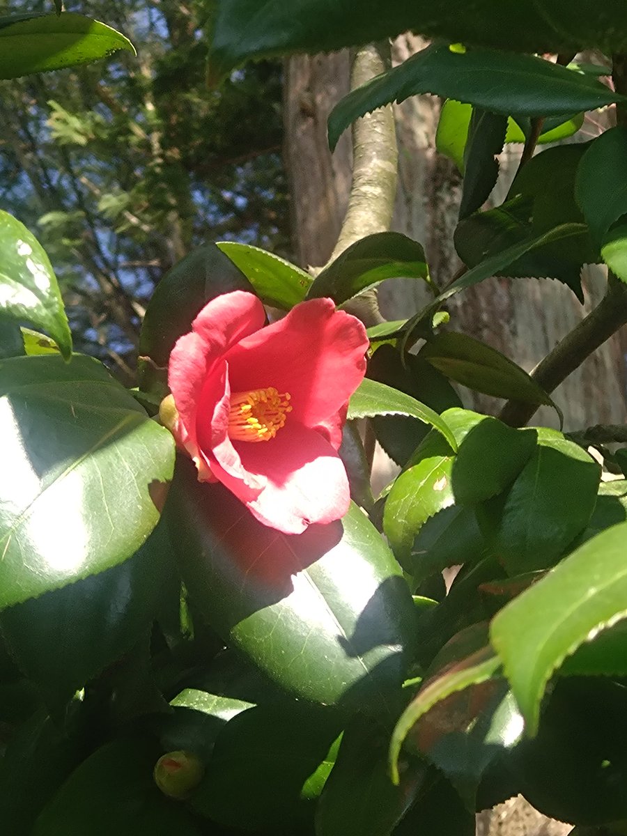 くろぶ～🐽 tweet media