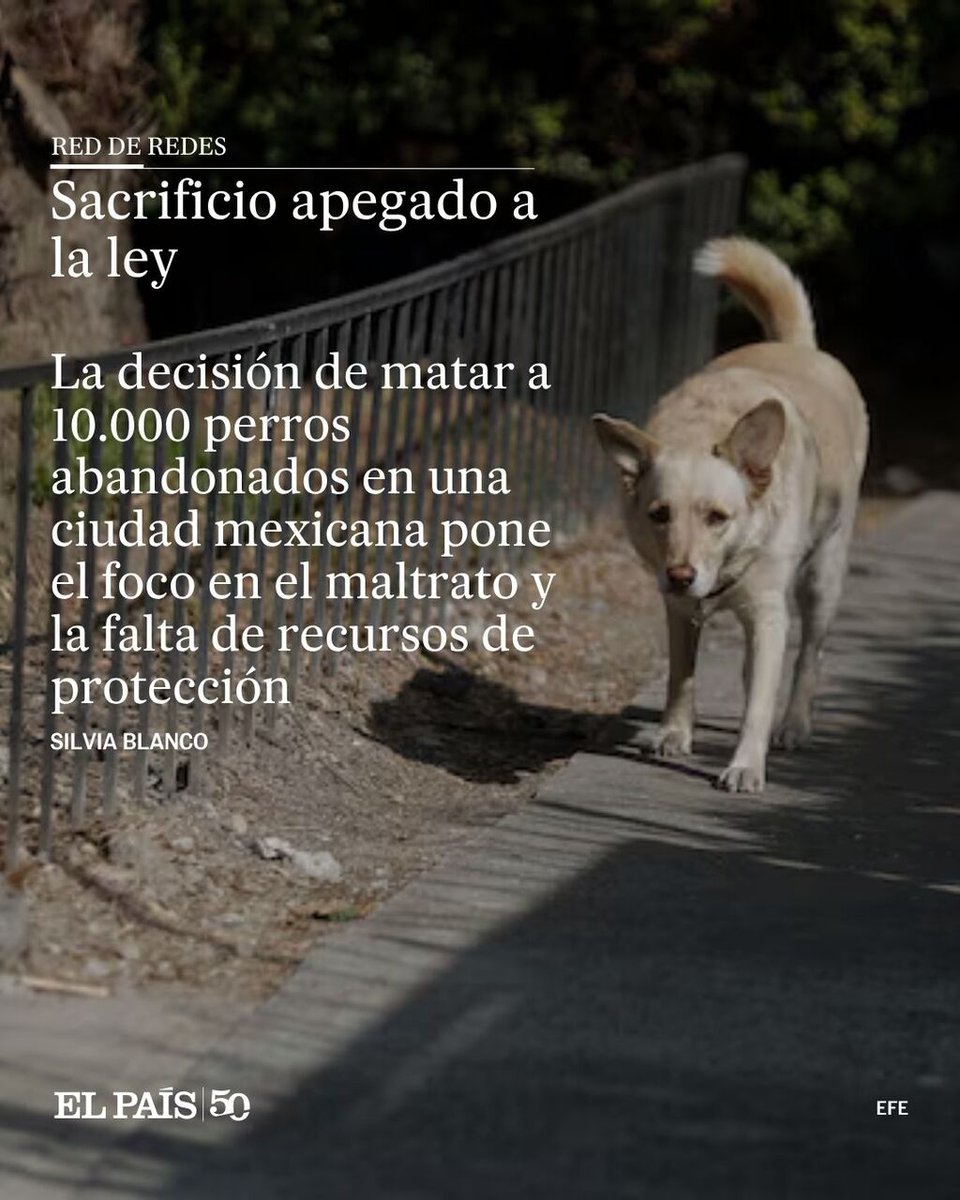 elpaismexico's tweet photo. #RedDeRedes | Sacrificio apegado a la ley
Las organizaciones de defensa de los animales, en medio de la indignación en redes, han puesto el acento en la falta de políticas públicas para atajar el problema
https://t.co/hp7hED1MTq https://t.co/UrBhB0xBVJ