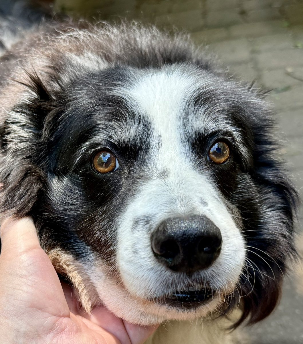 Reggie Hunnicutt, Jr 🐾🚀🐓🐴🚜 tweet media