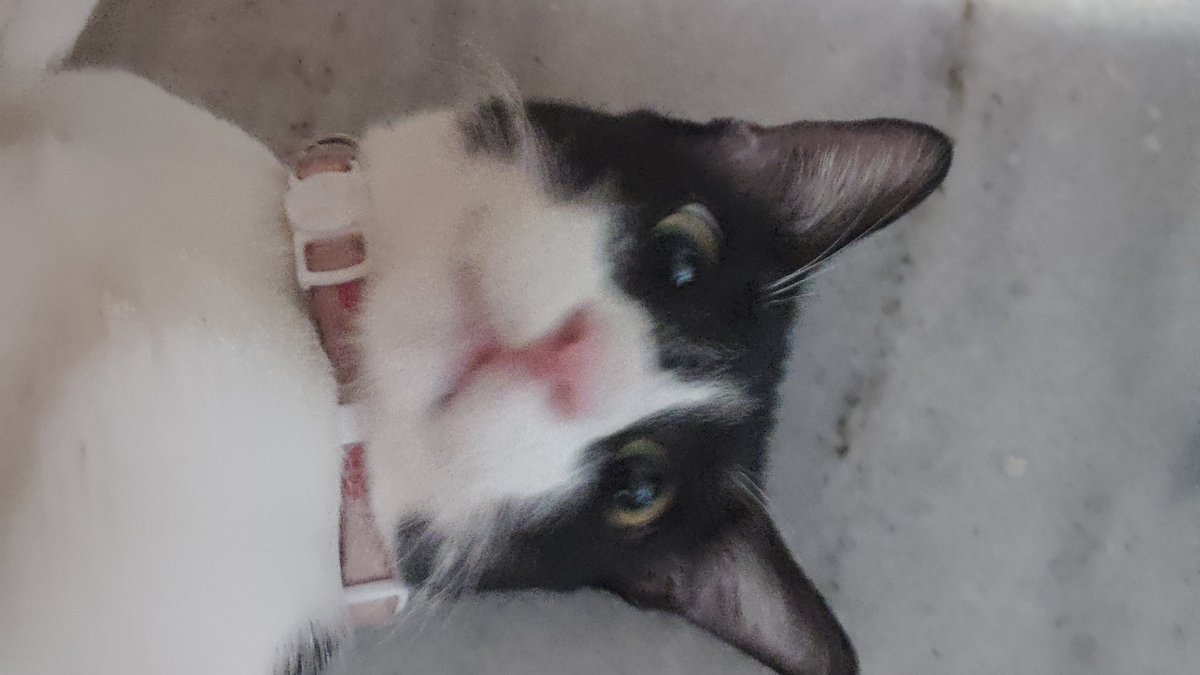 v̵̘͛ò̶͉t̷͎̋ë̶̪ ̸̼̈ȧ̵̝c̸̺͊h̵̺͆é̸͖r̵̫͠o̴̬͝n̵̢̈́ tweet media